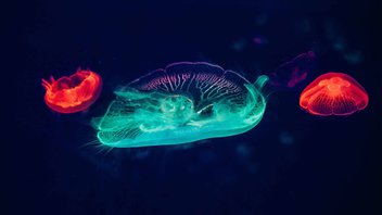 Species that glow in the dark-img