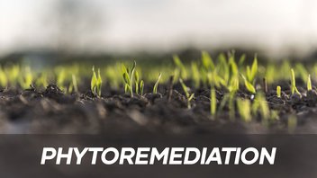 Phytoremediation-img