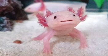 Axolotls: A model in regenerative medicine-img